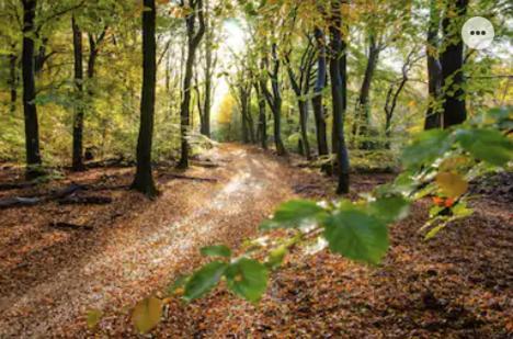 Park Konijnenburg Villa Putten Esterno foto